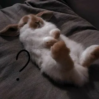 🐰 ? lapin, lapinou, dormir, animal, point d'interrogation whatsapp sticker