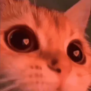 😍 cat, animal, pet, domestic cat, mammal whatsapp sticker