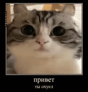 👋 привет
ты охуел gatto, offensivo, meme, animale, divertente, testo telegram sticker