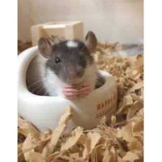 😀 Ratte, Tier, Nagetier, süß, Haustier whatsapp sticker