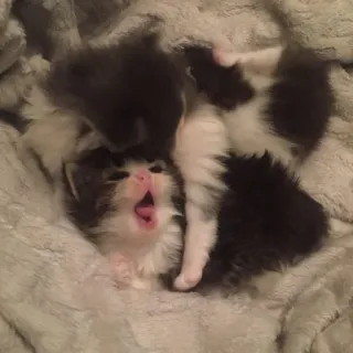 🎀 cat, kitten, animals, cute, yawning whatsapp sticker