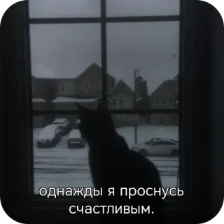 🥺 однажды я проснусь счастливым. cat, window, snow, winter, russian, text, mood, happiness whatsapp sticker