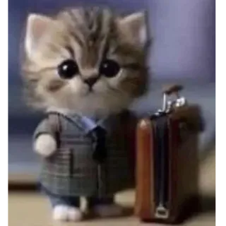 🤓 business cat whatsapp sticker