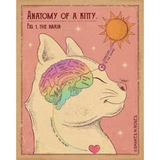 ✨ ANATOMY OF A KITTY. Fig 1. THE BRAIN. Healing of the contact cat, anatomy, brain, kitty, science, diagram telegram sticker