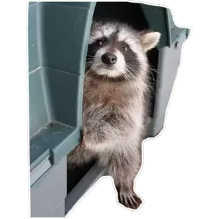 ⛺️ Waschbär, Tier, süß, Wildtier telegram sticker