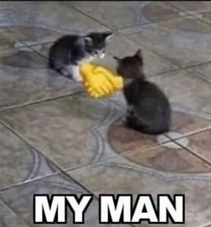 🐈 MY MAN chats, amitié, mème, salutation, animaux whatsapp sticker