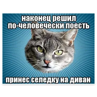 😄 наконец решил по-человечески поесть принес селедку на диван gato, arenque, meme, animal, divertido telegram sticker