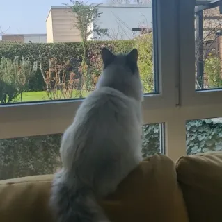 🚧 cat, animal, window, pet, domestic animal, furry, looking out telegram sticker