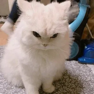 😠 gatto, gatto bianco, gatto soffice, gatto scontroso, animale, animale domestico telegram sticker