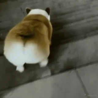 🐾 corgi, cachorro, animal de estimação, animal, escadas, fofo, andando, bumbum de corgi telegram sticker