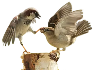 😒 birds, sparrows, wildlife, nature, animals telegram sticker