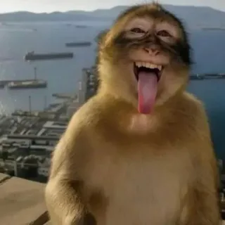 😜 monkey, macaque, funny, animal, tongue, nature, primate, gibraltar telegram sticker