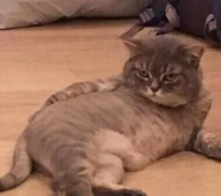 🌚 cat, animal, feline, pet, domestic animal telegram sticker