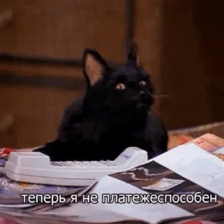 💰 теперь я не платежеспособен cat, telephone, funny, meme telegram sticker