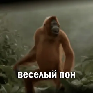 🕺 веселый пон orangotango, macaco, engraçado, animal, meme, floresta whatsapp sticker