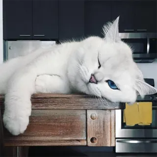 😴 gato, gato branco, olhos azuis, animal de estimação, animal, animal doméstico, relaxado, fofo telegram sticker