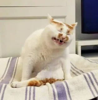 🎃 gato, engraçado, animal, animal de estimação, fofo, meme whatsapp sticker