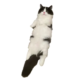 🙆‍♂️ chat, mignon, drôle, animal, domestique, animal de compagnie, poilu telegram sticker