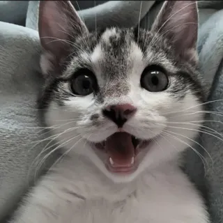 🍄 고양이, 새끼 고양이, 귀여운, 동물, 애완 동물, 행복한, 웃는 telegram sticker