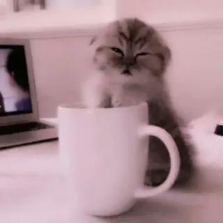 🗯 chat, chaton, tasse, mignon, animal, café, thé, boisson telegram sticker