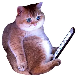 📱 cat, phone, animal, smartphone, domestic animal, feline telegram sticker