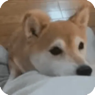 🌟