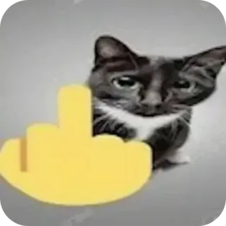 🐱 고양이, 가운데 손가락, 불쾌한, 동물, 밈 telegram sticker