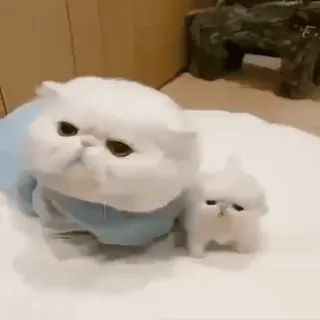 ❤️ 고양이, 귀여운, 동물, 애완동물, 페르시안 telegram sticker
