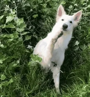 😵 perro, perro blanco, mascota, animal, hierba, lindo, naturaleza telegram sticker