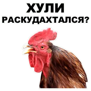 😠 ХУЛИ РАСКУДАХТАЛСЯ? 鸡, 公鸡, 鸟, 表情包, 俄语, 动物 whatsapp sticker