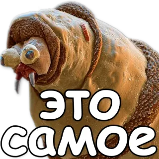 😉 ЭТО самое worm, closeup, creature, insect, macro telegram sticker