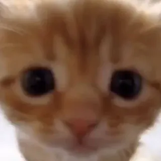 😳 chaton, chat, animal de compagnie, animal, mignon, félin telegram sticker