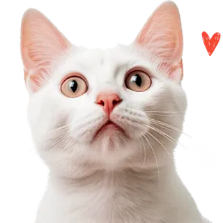 😍 ห gato, gato branco, coração, animal, animal de estimação, fofo telegram sticker