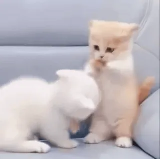 😡 mèo con, mèo, động vật, dễ thương, chơi, họ mèo whatsapp sticker