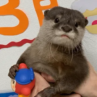 🙄 loutre, animal, mignon, mammifère, animal de compagnie telegram sticker