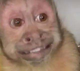 🙈 monkey, animal, mammal, primate, cute, funny telegram sticker