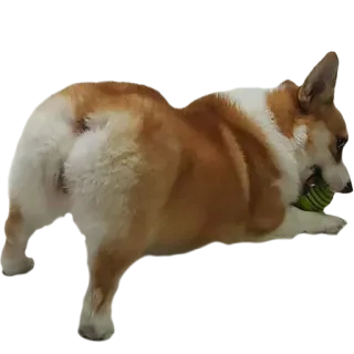 🔥 perro, corgi, animal, mascota, juguetón, pelota whatsapp sticker