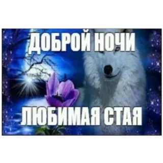 😴 ДОБРОЙ НОЧИ
ЛЮБИМАЯ СТАЯ Wolf, Nacht, Mond, Blumen, Sterne, Gute Nacht telegram sticker