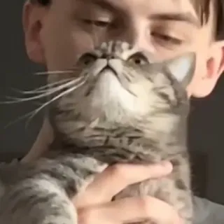 🐭 cat, pet, animal, domestic cat, tabby, mammal whatsapp sticker