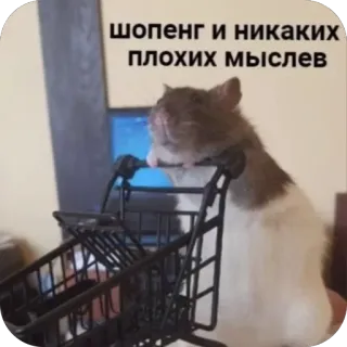 🫥 ШОПЕНГ И НИКАКИХ ПЛОХИХ МЫСЛЕВ telegram sticker