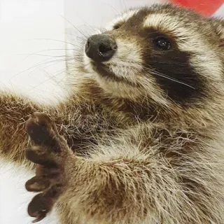 👐 mapache, animal, mamífero, fauna telegram sticker