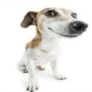 😊 dog, animal, pet, puppy, cute telegram sticker