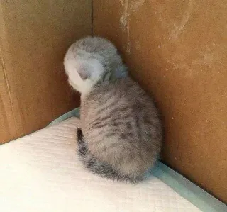 😒 chaton, chat, bébé animal, mignon, petit, animal de compagnie, animal domestique, tigré telegram sticker