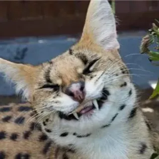 😄 Katze, Serval, Tier, Katzenartig, Wildkatze, lächelnd, glücklich whatsapp sticker