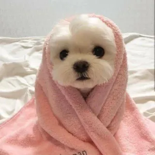 😐 dog, pet, cute, animal, towel, portrait, wrapped telegram sticker