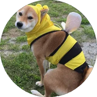 😑 pies, shiba inu, strój pszczoły, zwierzę domowe, zwierzę, słodki telegram sticker