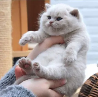 🤰 котёнок, кошка, милый, домашнее животное, домашнее животное, британская короткошёрстная, животное telegram sticker
