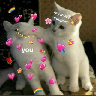 🐱 my love & support you kucing, cinta, dukungan, pelangi, hati, menyenangkan, kasih sayang whatsapp sticker