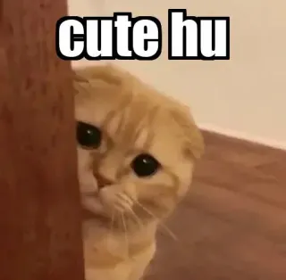 👀 cute hu gato, lindo, mirando, meme telegram sticker
