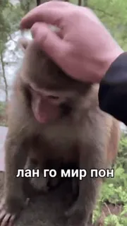 🐒 лан го мир пон 猿, 動物, 可愛い, 霊長類 whatsapp sticker